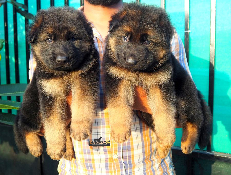 Image of German Shepherd posted on 2022-08-22 04:07:05 from German Shepherd